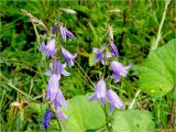 Campanula rapunculoides