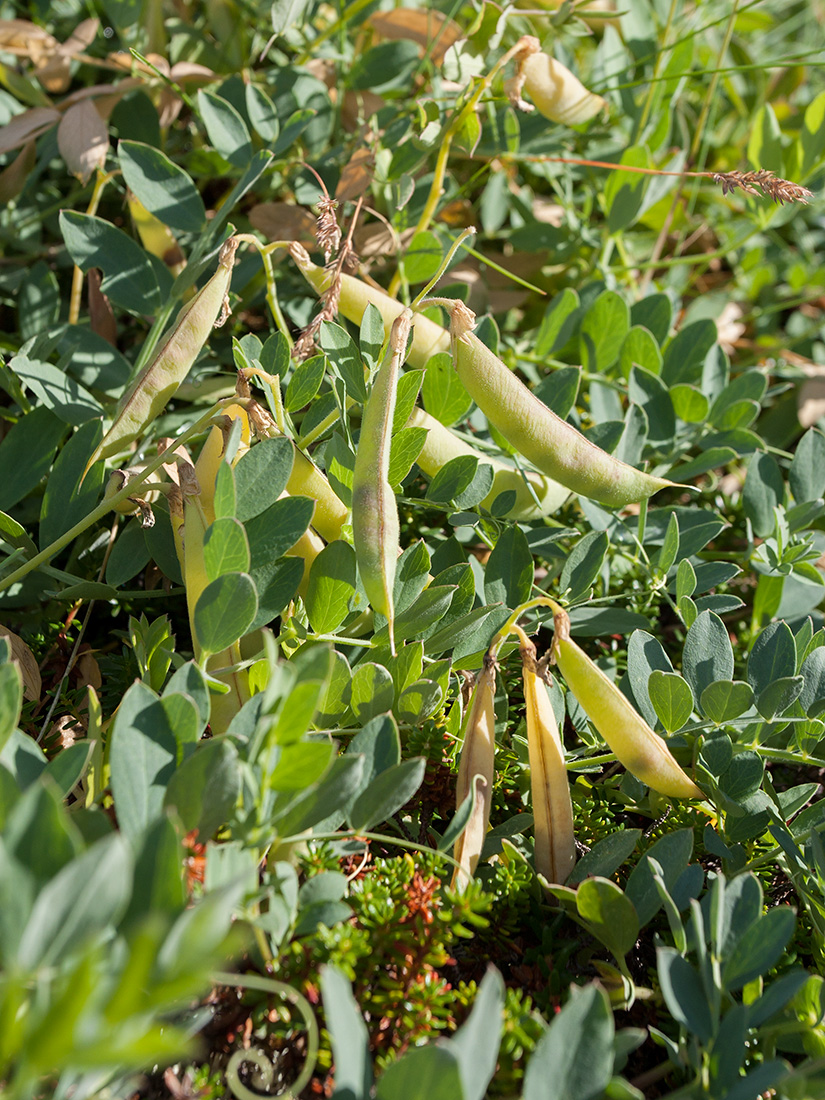 Изображение особи Lathyrus japonicus ssp. pubescens.