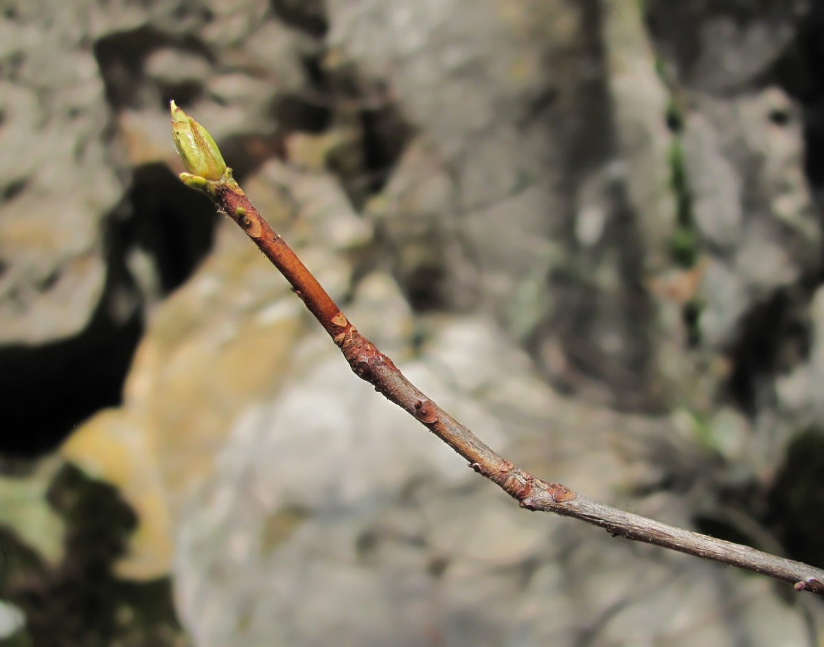 Image of Rhododendron luteum specimen.