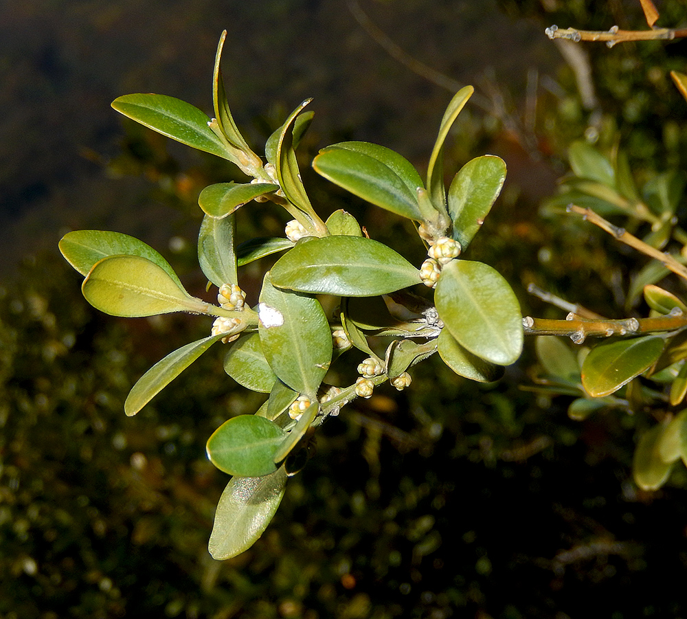 Изображение особи Buxus colchica.