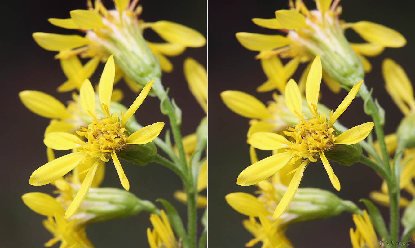 Image of Solidago virgaurea specimen.