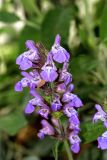 Salvia officinalis. Верхушка соцветия. Израиль, Шарон, пос. Кфар Монаш, ботанический сад \"Хават Ганой\". 29.03.2017.