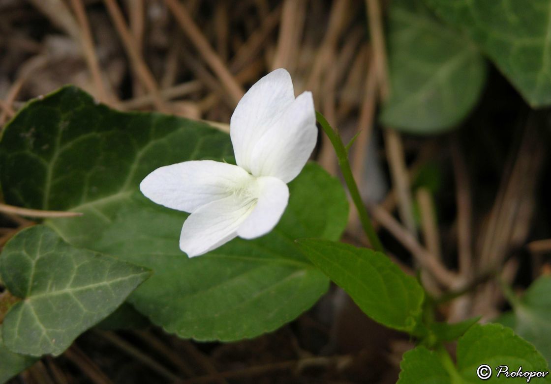 Image of Viola sieheana specimen.