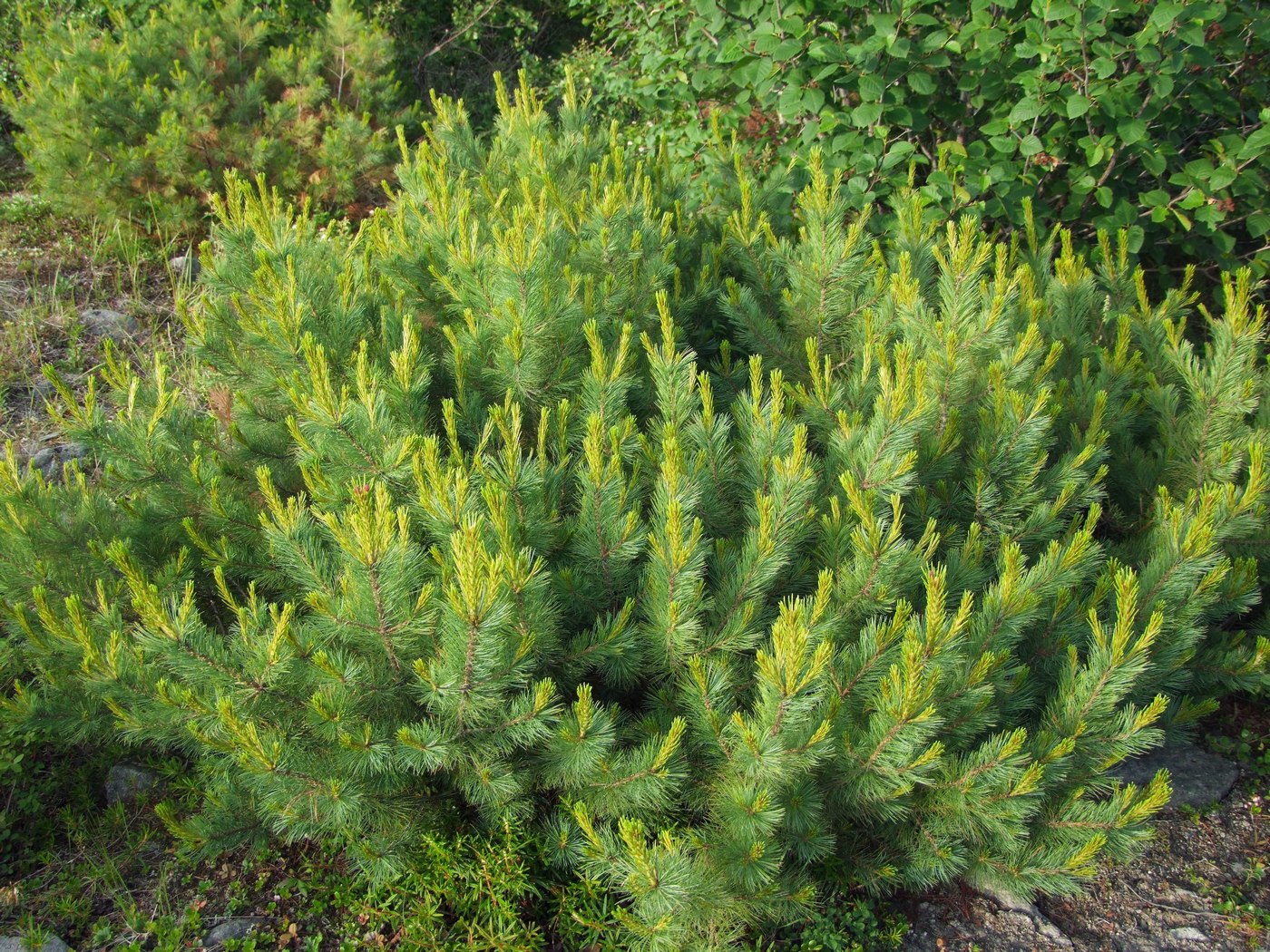 Image of Pinus pumila specimen.