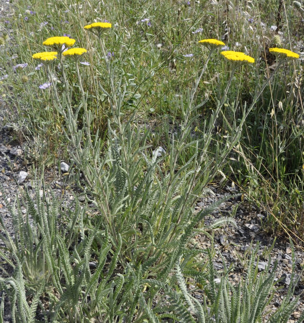 Изображение особи Achillea coarctata.