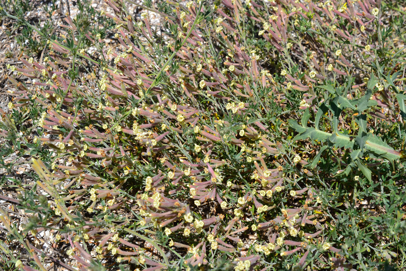 Image of Silene thymifolia specimen.