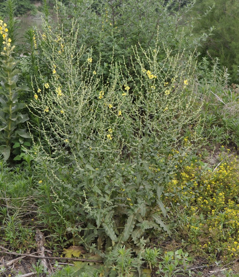 Изображение особи Verbascum chaixii.