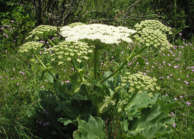 Изображение особи Heracleum stevenii.