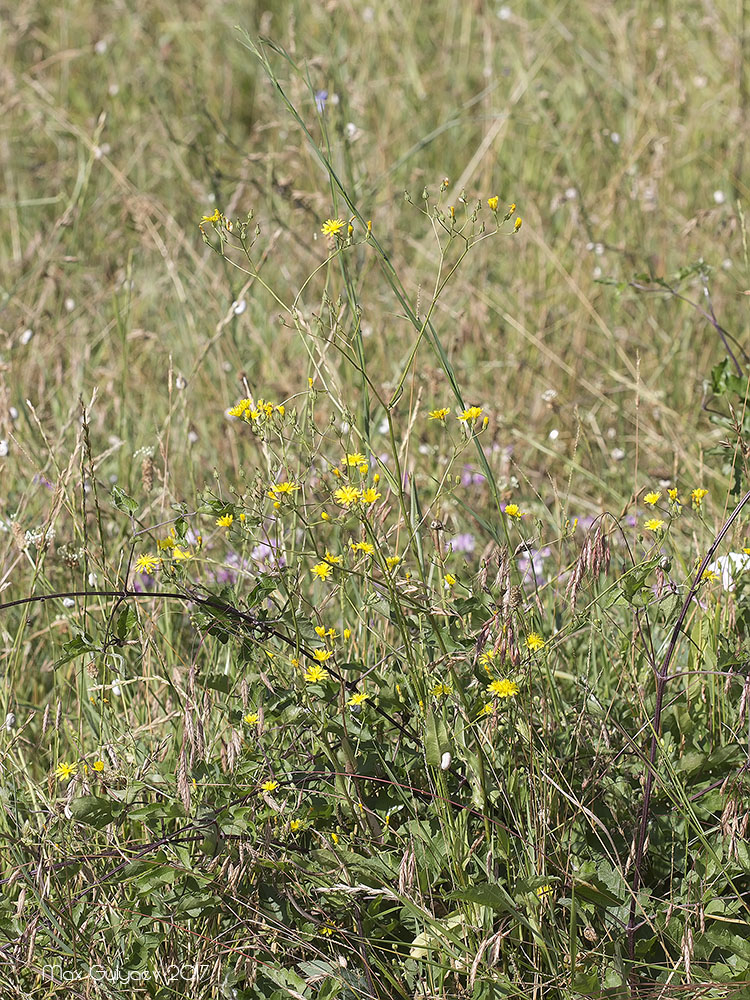 Изображение особи род Crepis.