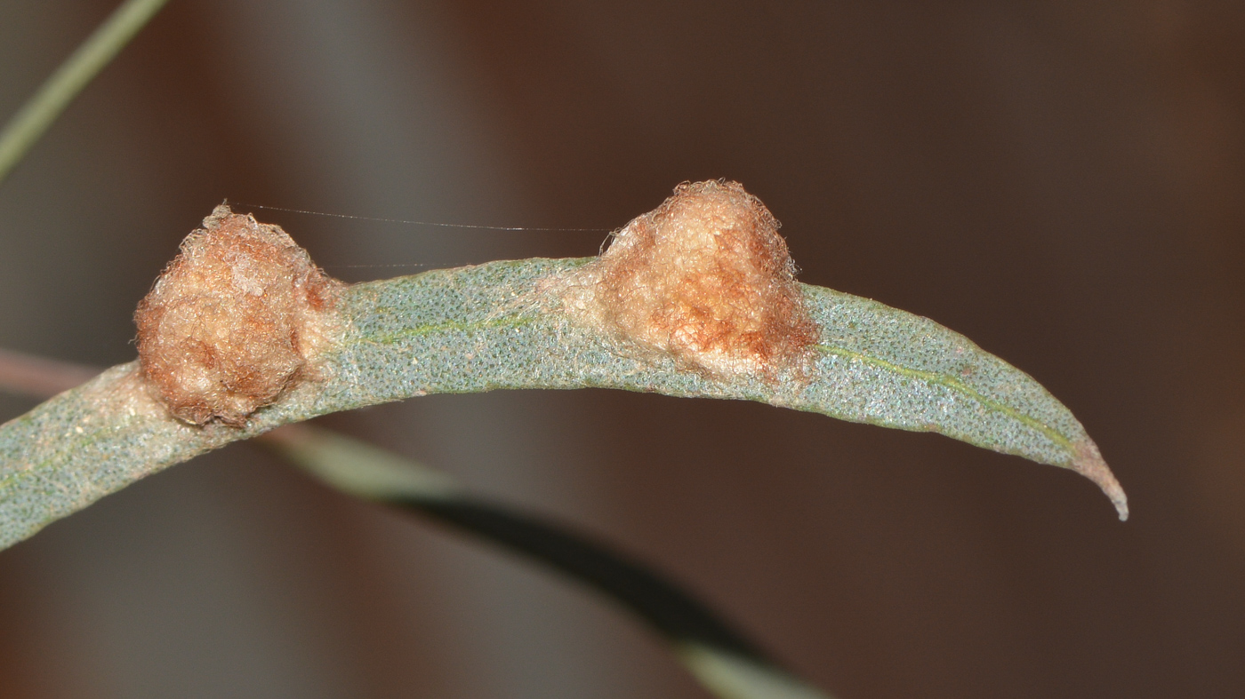 Image of Eucalyptus spathulata specimen.