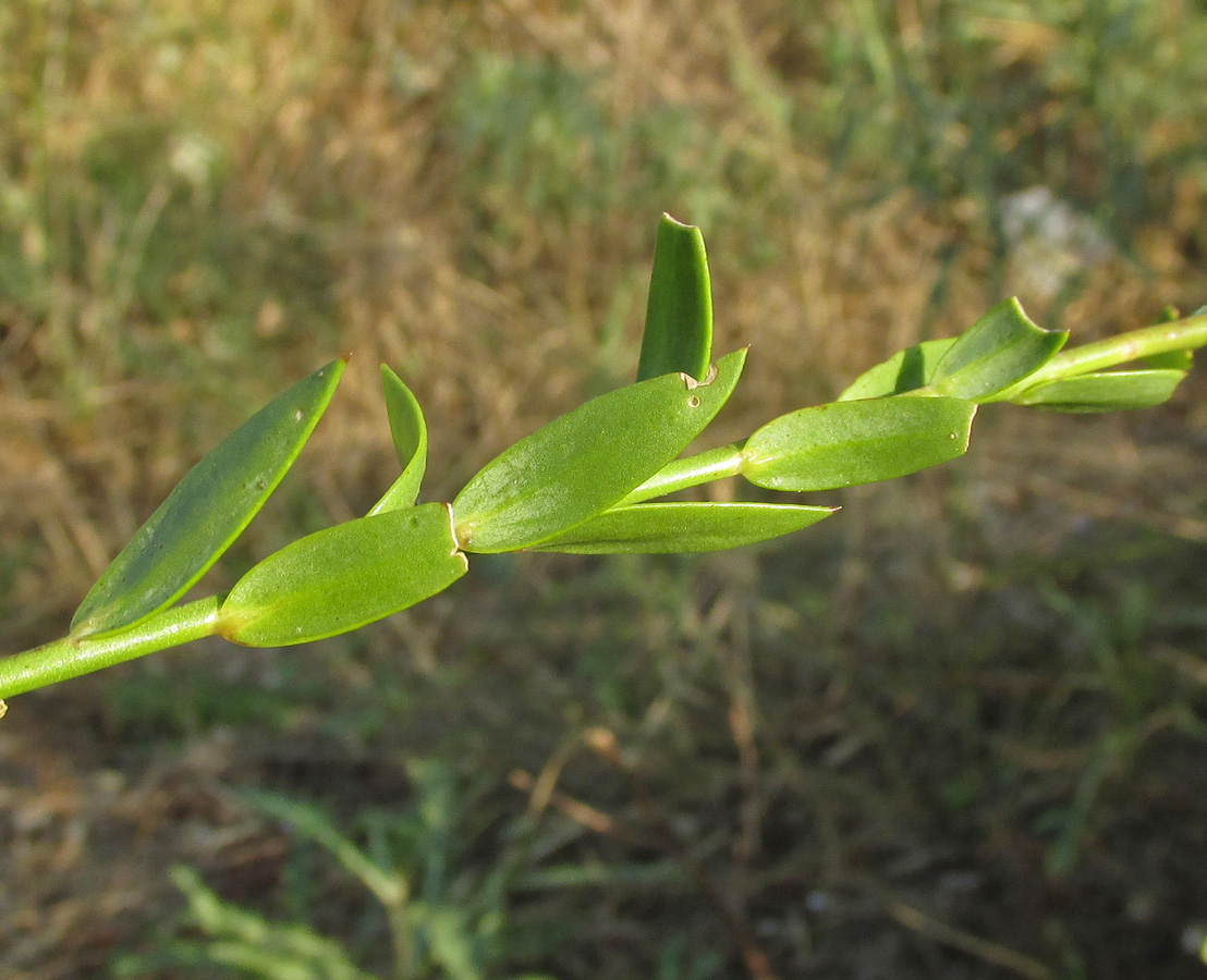 Image of Linaria genistifolia specimen.