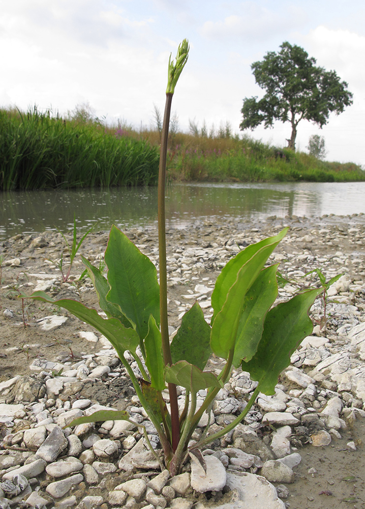 Изображение особи Alisma plantago-aquatica.