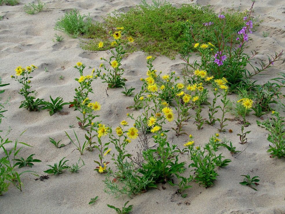 Image of Inula britannica specimen.