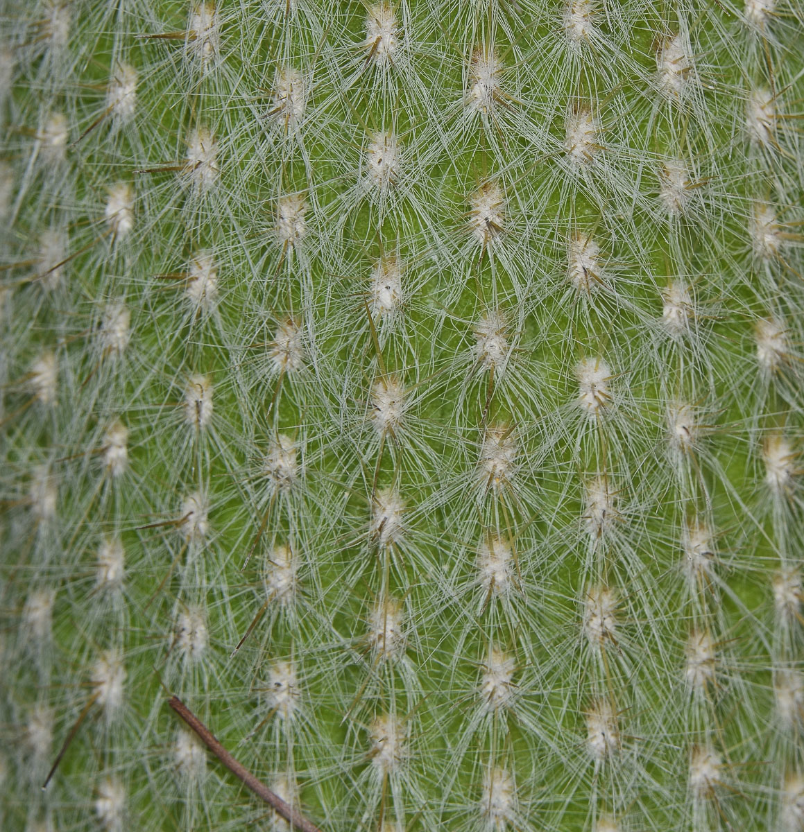 Image of Cleistocactus straussii specimen.