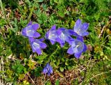 Campanula biebersteiniana. Цветущие растения. Абхазия, Рицинский реликтовый национальный парк, гора Чха, ≈ 2400 м н.у.м., субальпийский луг. 15.07.2017.