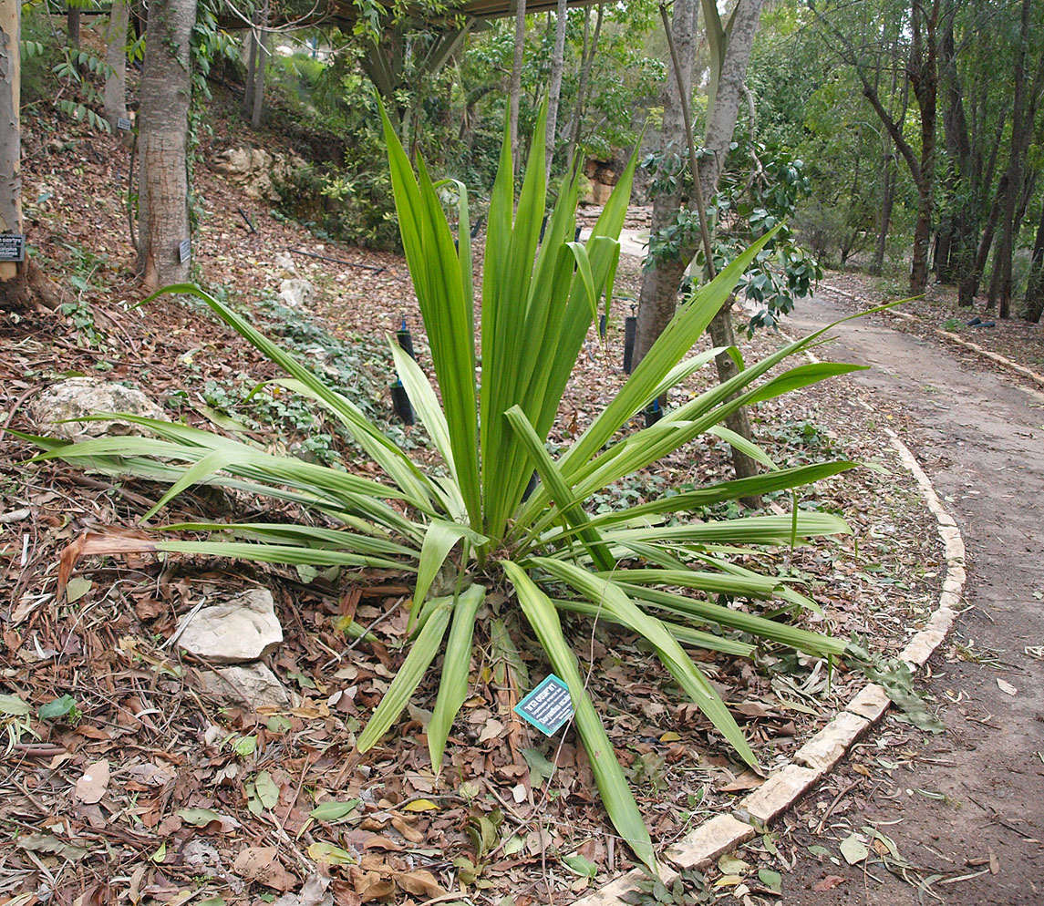 Image of Doryanthes excelsa specimen.