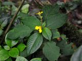 Impatiens oncidioides. Цветущее растение. Малайзия, Камеронское нагорье, гора Ирау, ≈ 1900 м н.у.м., туманный (моховой) лес. 04.05.2017.