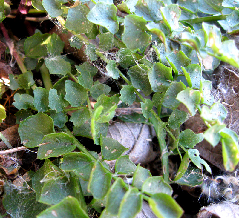 Image of Cardamine dentata specimen.