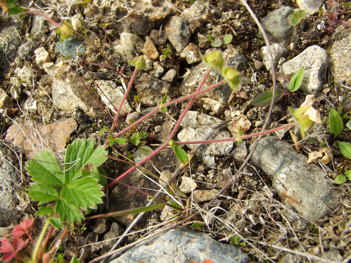 Image of Potentilla stolonifera specimen.