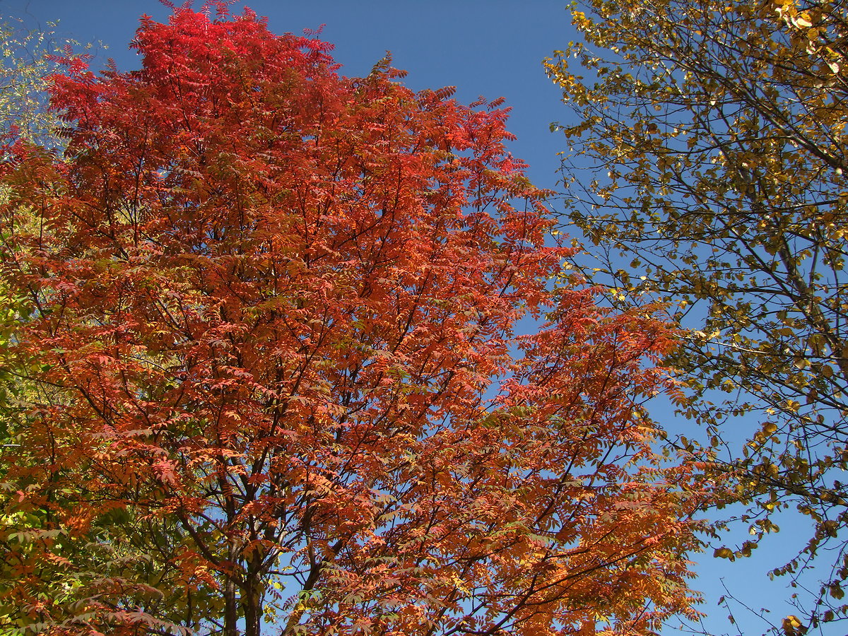 Image of Sorbus sibirica specimen.