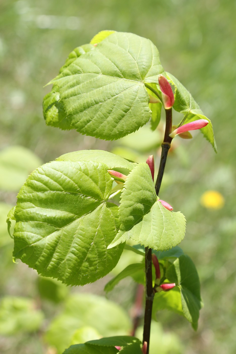 Image of Tilia cordata specimen.