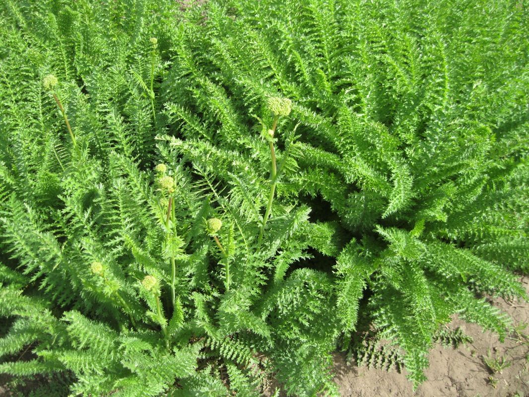 Image of Filipendula vulgaris specimen.