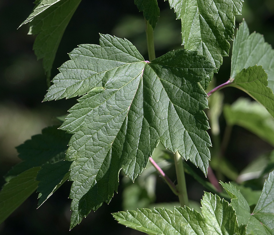 Image of Ribes nigrum specimen.