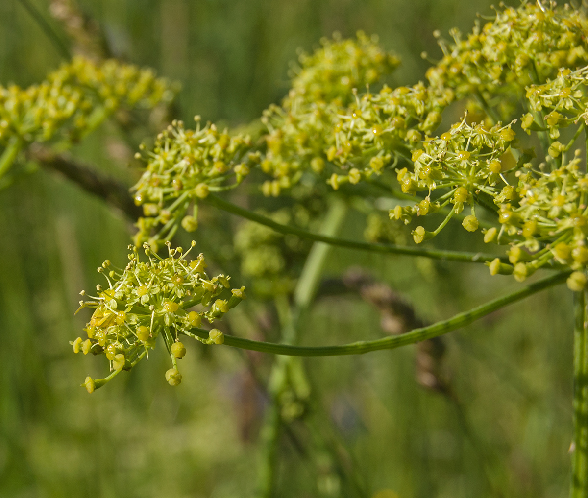 Image of Heracleum sibiricum specimen.