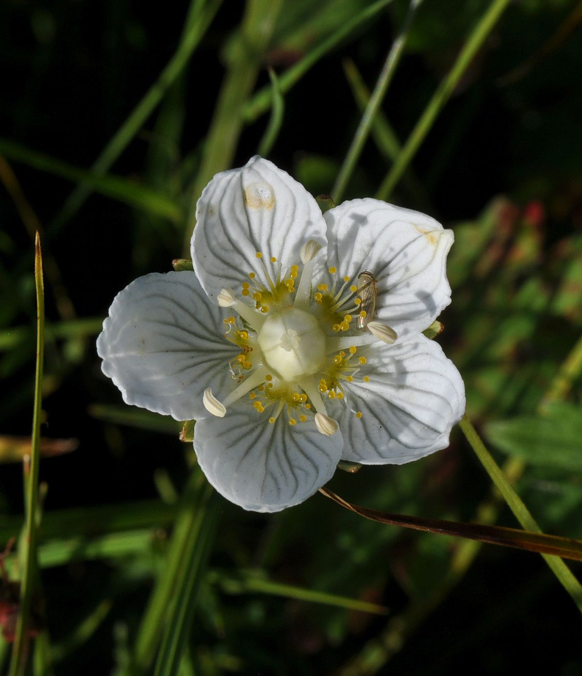 Изображение особи Parnassia palustris.