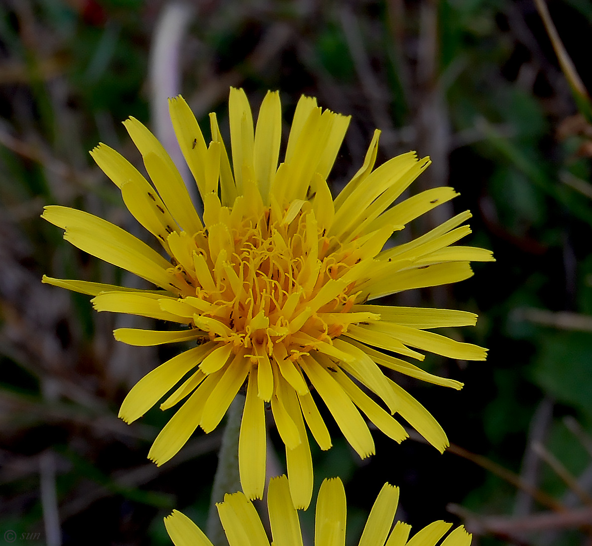 Image of Taraxacum serotinum specimen.