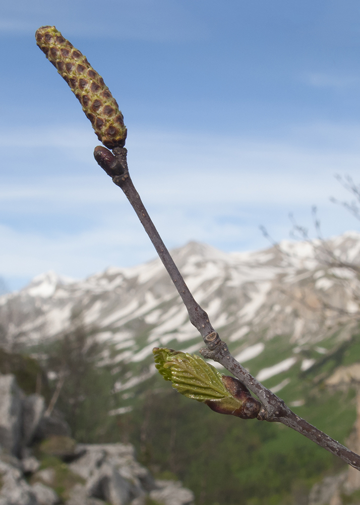 Image of Betula pendula specimen.