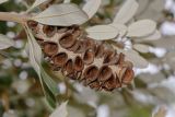 Banksia integrifolia. Соплодие со вскрывшимися плодами на верхушке побега. Израиль, Иудейские горы, г. Иерусалим, ботанический сад университета, в культуре. 23.05.2018.