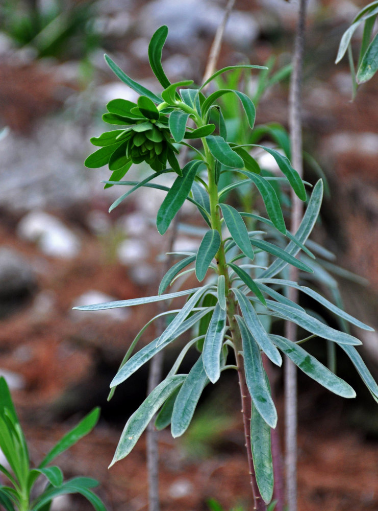 Изображение особи Euphorbia characias.