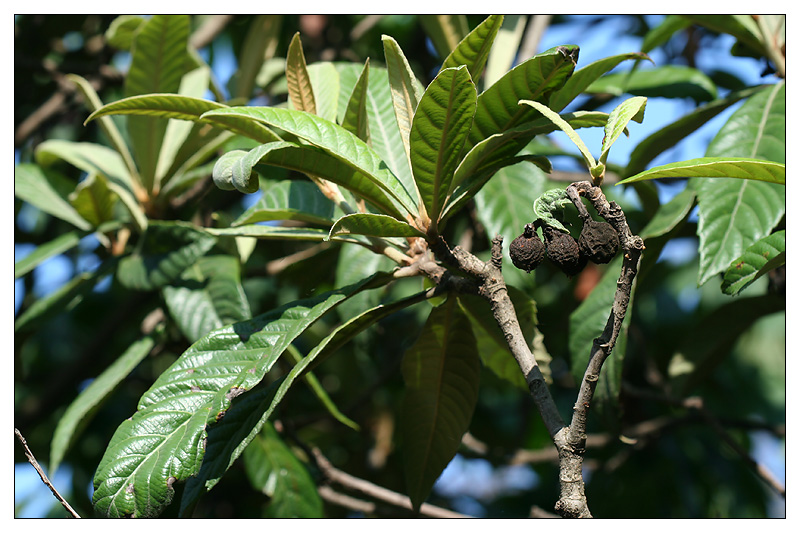 Изображение особи Eriobotrya japonica.