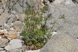 Galium verum. Вегетирующее растение. Приморский край, Шкотовский р-н, окр. пос. Подъяпольск, каменистый берег моря. 03.05.2019.