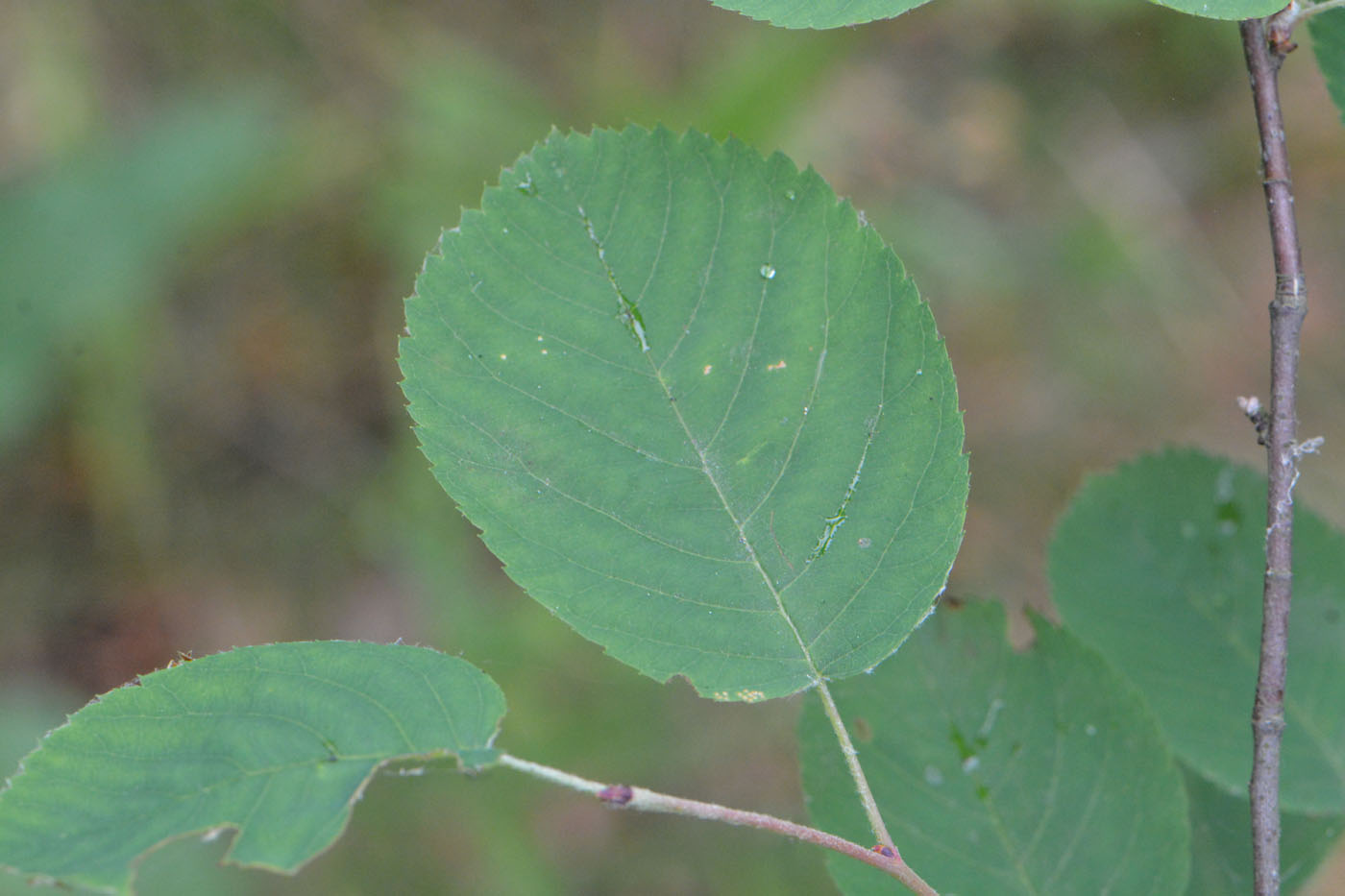 Изображение особи Amelanchier spicata.