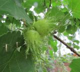 Corylus colurna