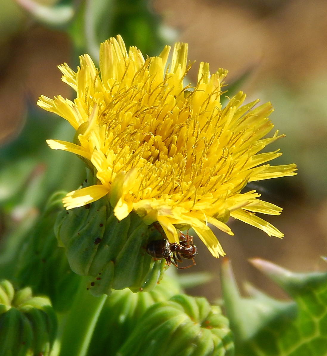 Изображение особи Sonchus asper.