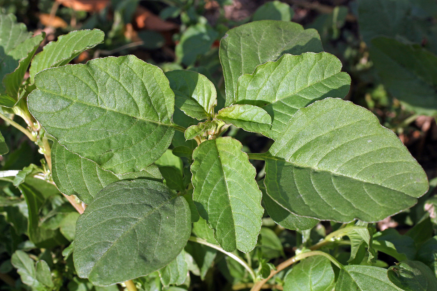 Image of Amaranthus blitum specimen.