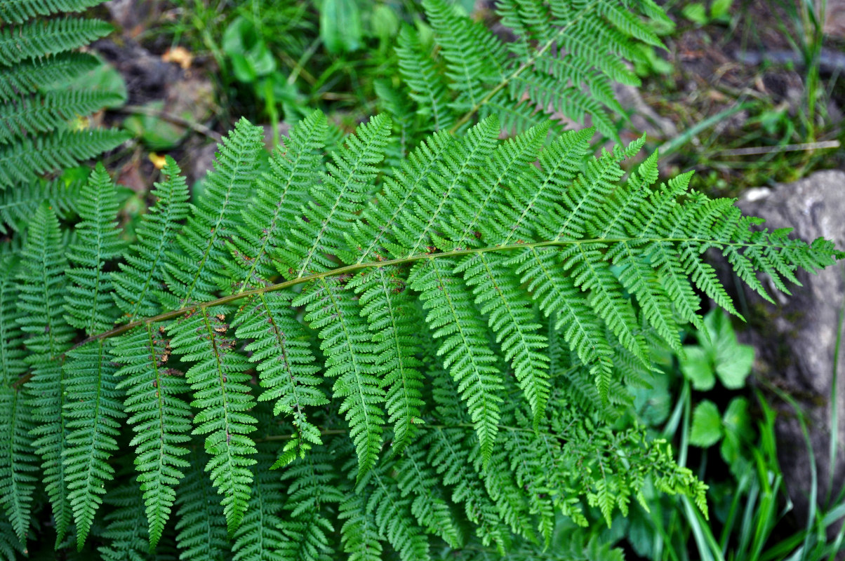 Image of Athyrium filix-femina specimen.