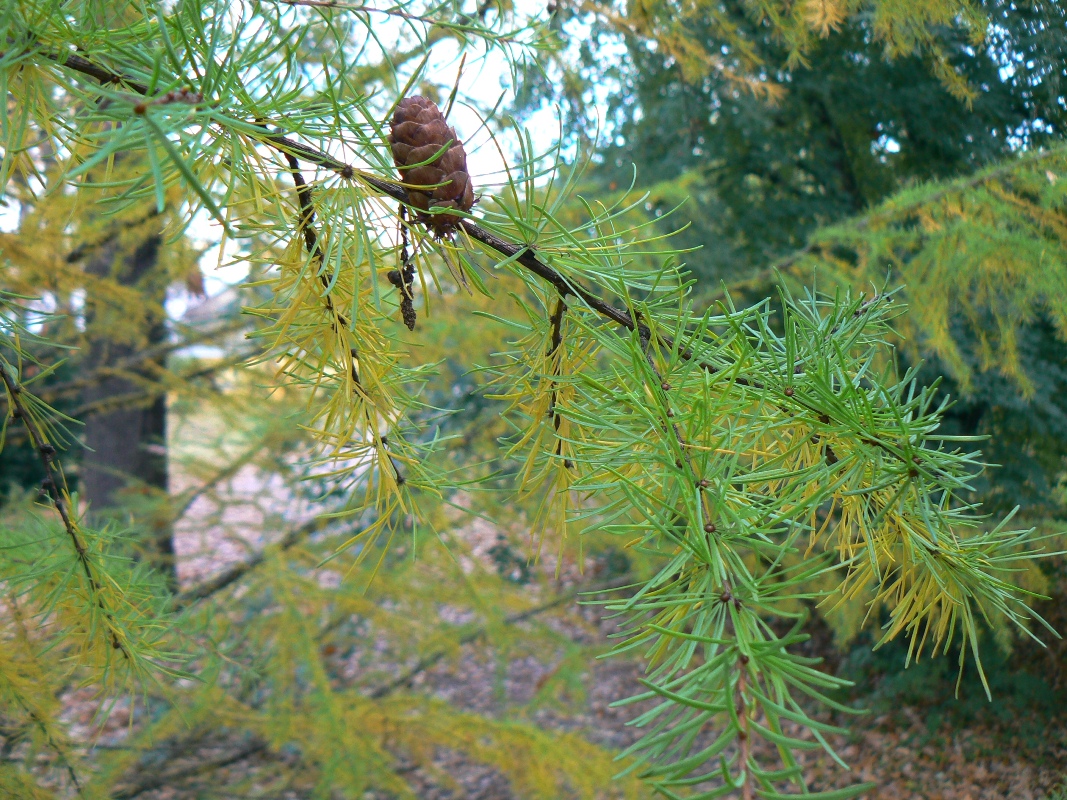 Изображение особи Larix olgensis.