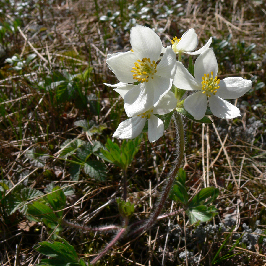 Image of Anemonastrum biarmiense specimen.