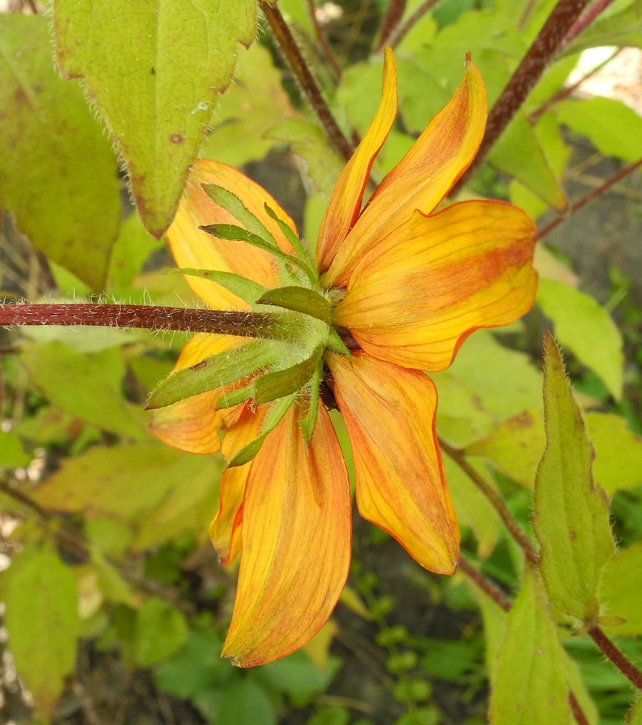 Image of Rudbeckia triloba specimen.