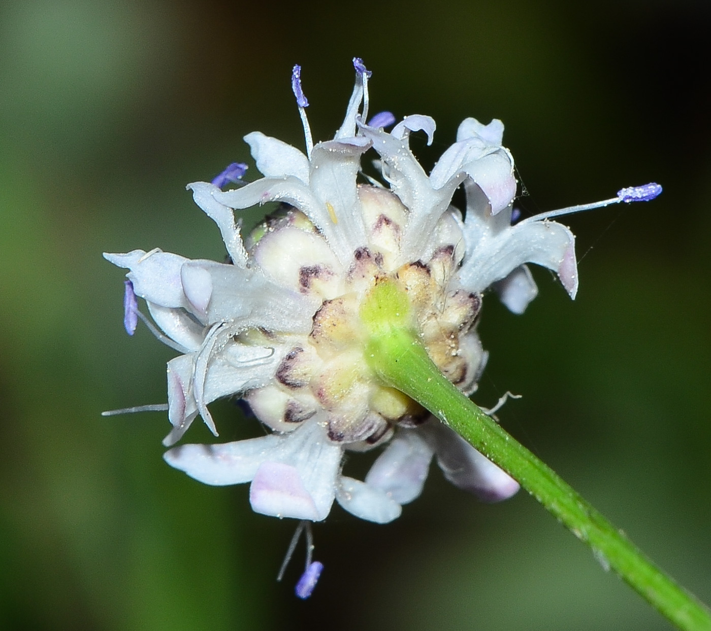 Image of Cephalaria joppensis specimen.