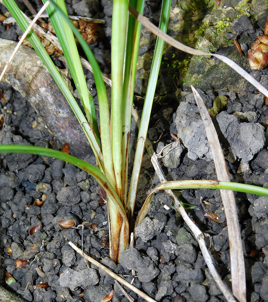 Изображение особи Carex cuspidata.