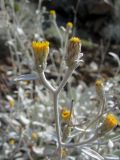 Inula heterolepis. Верхняя часть побега с соцветиями. Турция, пров. Анталья, окр. пос. Текирова, сухой каменистый склон. 28.05.2012.