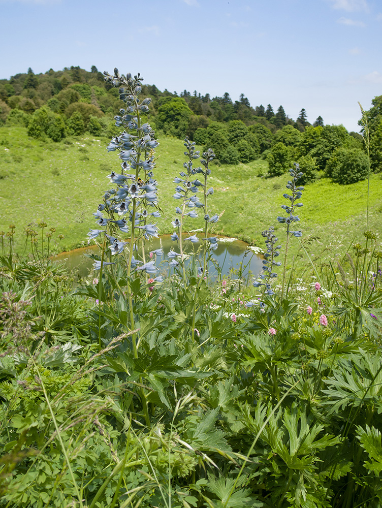 Изображение особи Delphinium dasycarpum.