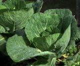 Brassica разновидность capitata