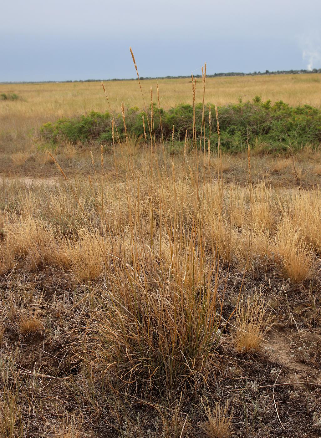 Image of Psathyrostachys juncea specimen.