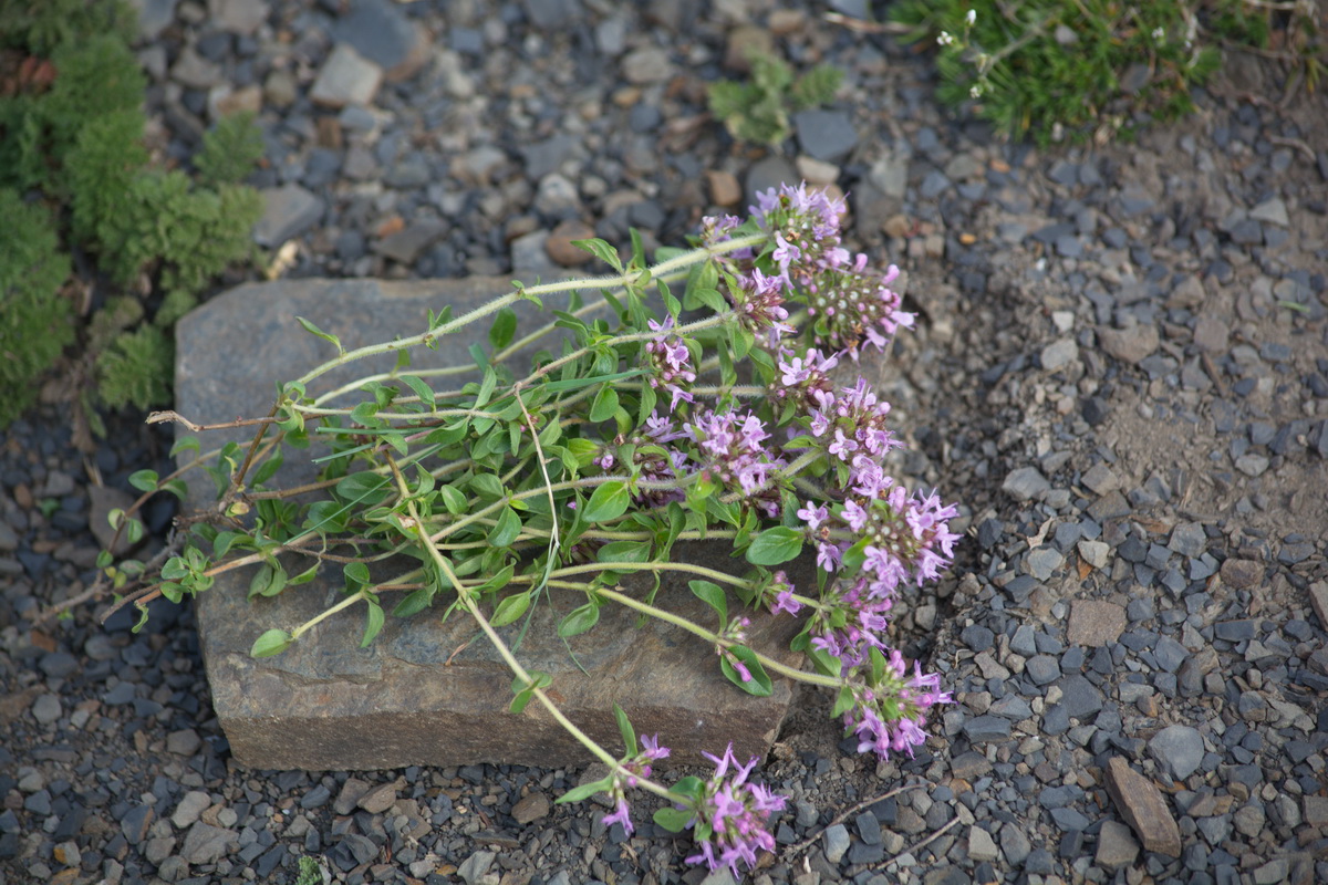 Изображение особи род Thymus.